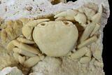 Fossil Crab (Potamon) Preserved in Travertine - Turkey #106460-2